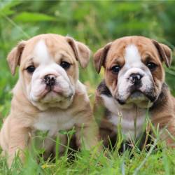 Beautiful Puppies- My Pup Central