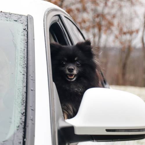 Trust-worthy Breeders- My Pup Central